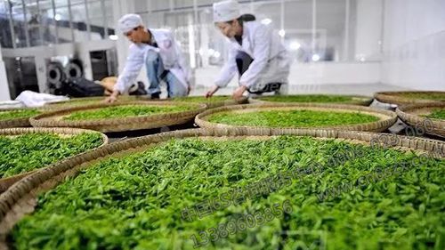 茶叶加工企业如何推行5S管理